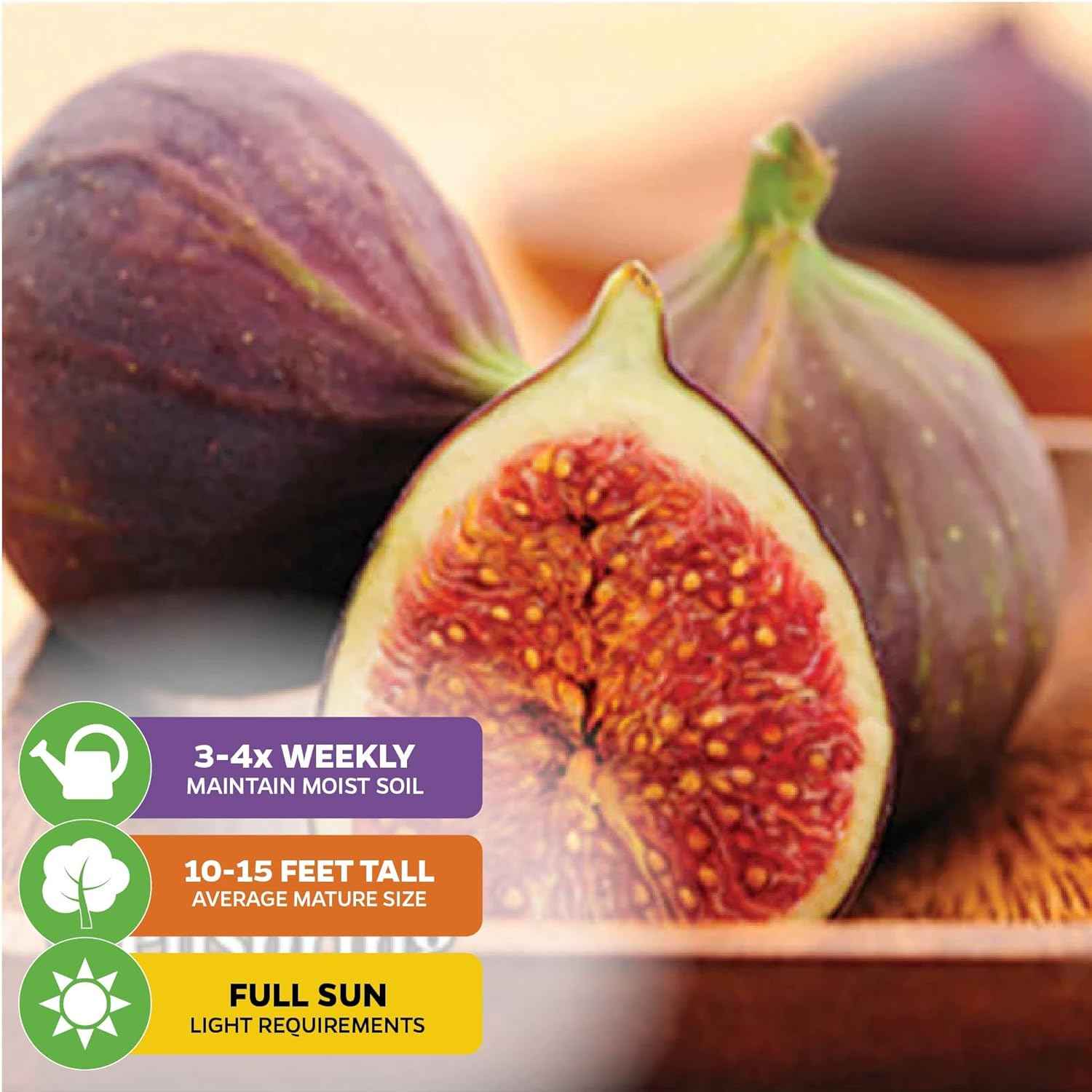 Magnolia Brunswick Fig Tree - Ficus carica by Wellspring Garden - Captivating & Abundant Fruit Producer - Versatile Fruit Tree - Robust Growth - Garden Ornamental (2-Pack)