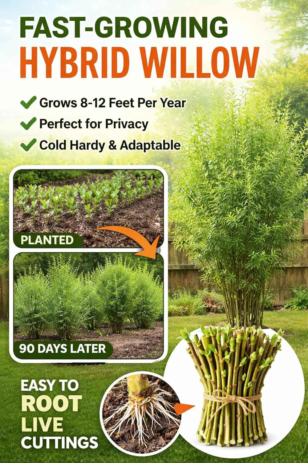Hybrid Willow Tree Cuttings – Fast Growing Privacy & Shade Trees – Easy to Root Live Cuttings – Cold Hardy, High Yield Trees for Screens & Windbreak (5 Cuttings)
