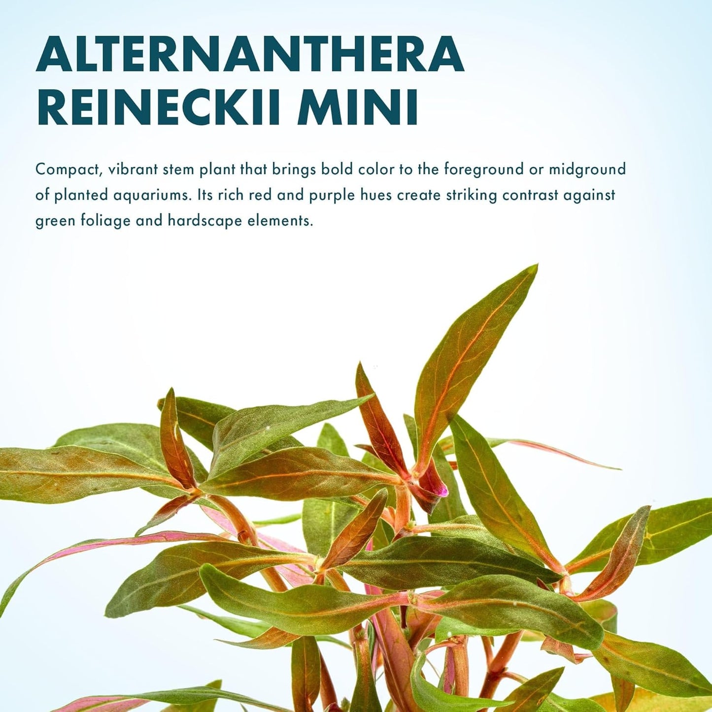 Live Plants - Alternanthera reineckii ‘Mini’ - Bright Red to Pink Foreground Stem Plant for High Light, CO₂ Aquascaping, Compact Growth Red, Pink, Purple Accent - Lead Bunch