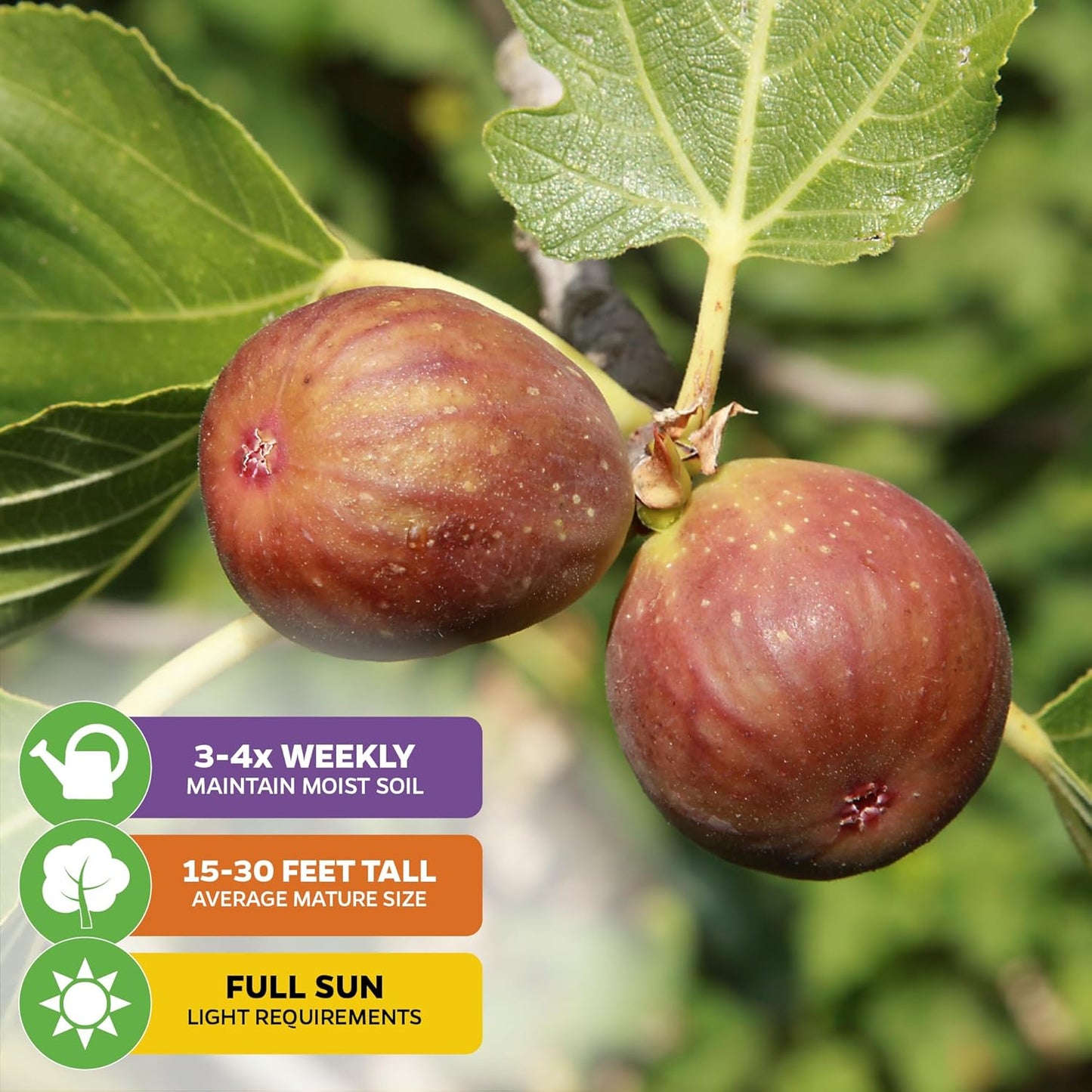 Brown Turkey Fig - Ficus carica by Wellspring Gardens - Sweet Bronze Fruit - Mediterranean Garden - Resilient Fruit Tree - Self-Pollinating Fig Tree - Ornamental Fruit Tree (2-Pack)