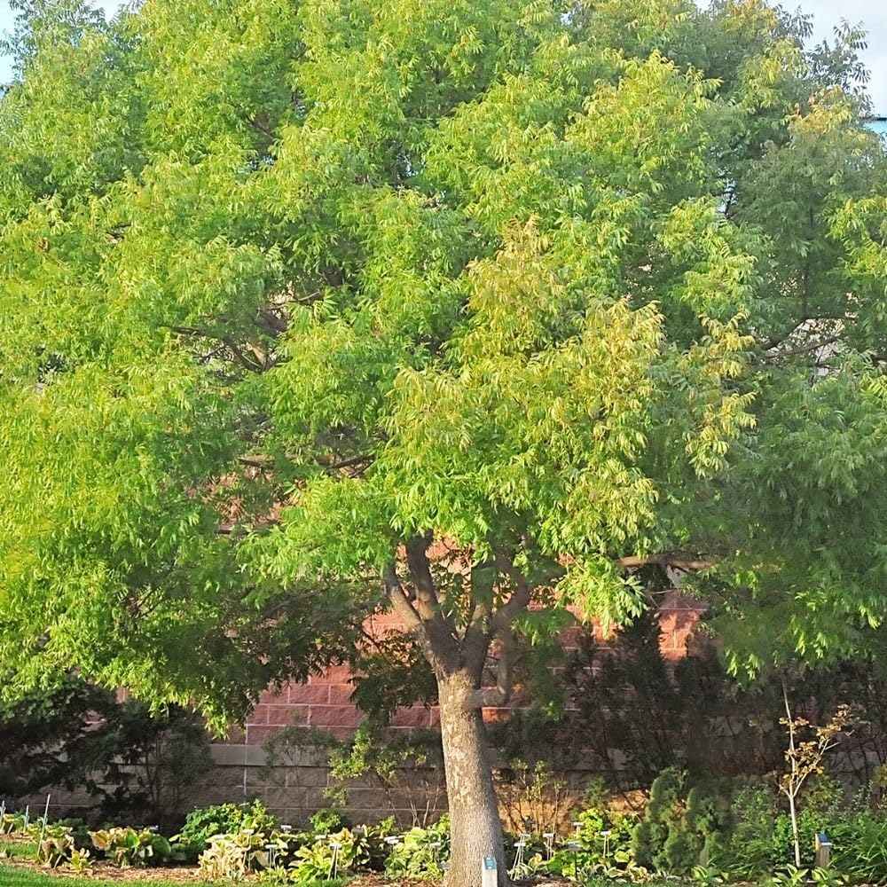 Chinese Pistache, Deciduous, Shade Tree, Drought Tolerant, Hardy, Medium Sized, Medium Growth Rate, 1-2 ft Tree Height, 1 gal Grower Pot (Due to Agricultural Laws, we Cannot Ship to CA, AZ, AK, or HI)