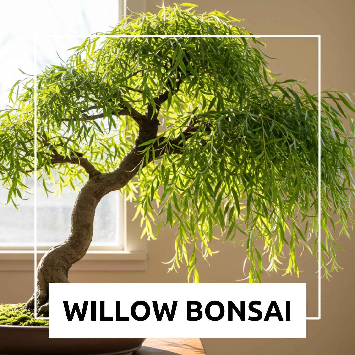 2 Miniature Weeping Willow Tree Cuttings to Grow - Stunning Weeping Branches are a Sight to See - Fast & Easy to Grow - Perfect for Indoor Pots or Outdoor Gardens, Unique Bonsai Gift for Gardeners