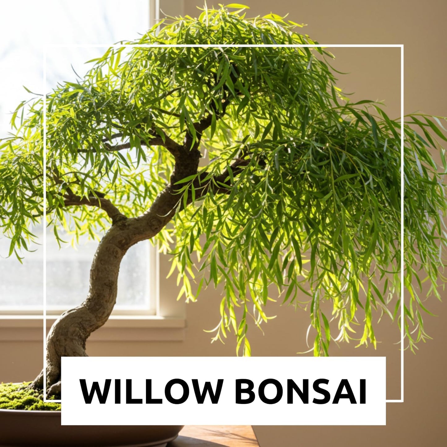 Eversong Weeping Willow Bonsai Tree Cutting to Grow - Thick Trunk Cutting - Great Gift - Fast Growing Indoor or Outdoor Bonsai, Living Desk Plant, Meaningful Present for Home or Office