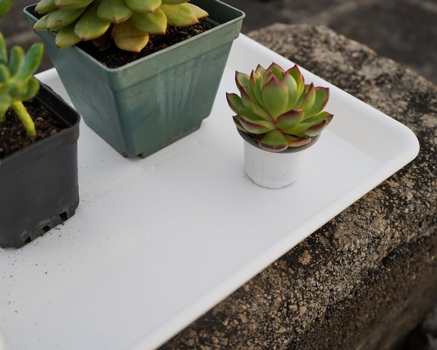 4 Pack Plant Growing Nursery 1020 Trays, Plant Saucer Tray, Heavy Sturdy Seed Starting Trays, Plant Starter Trays for Indoors No Holes, Seed Starter Growing Tray (22"x11.2", Creamy White)