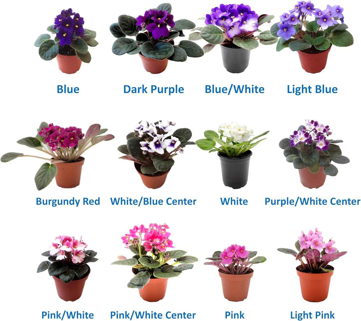 4-Pack of 4” Pots African Violets, Saintpaulia ionantha, from 12 Available Colors, Colors May Vary but All Different, African Violet Live Plant, African Violet Plants, Plant Gifts, Holiday Gifts