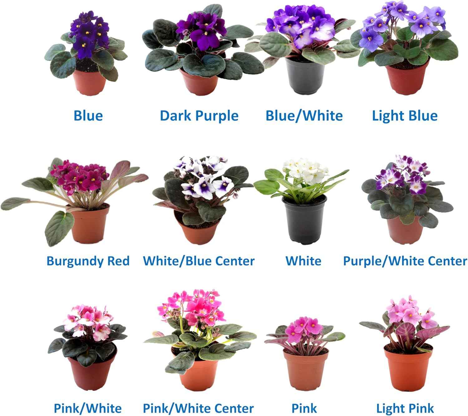 4-Pack of 4” Pots African Violets, Saintpaulia ionantha, from 12 Available Colors, Colors May Vary but All Different, African Violet Live Plant, African Violet Plants, Plant Gifts, Holiday Gifts