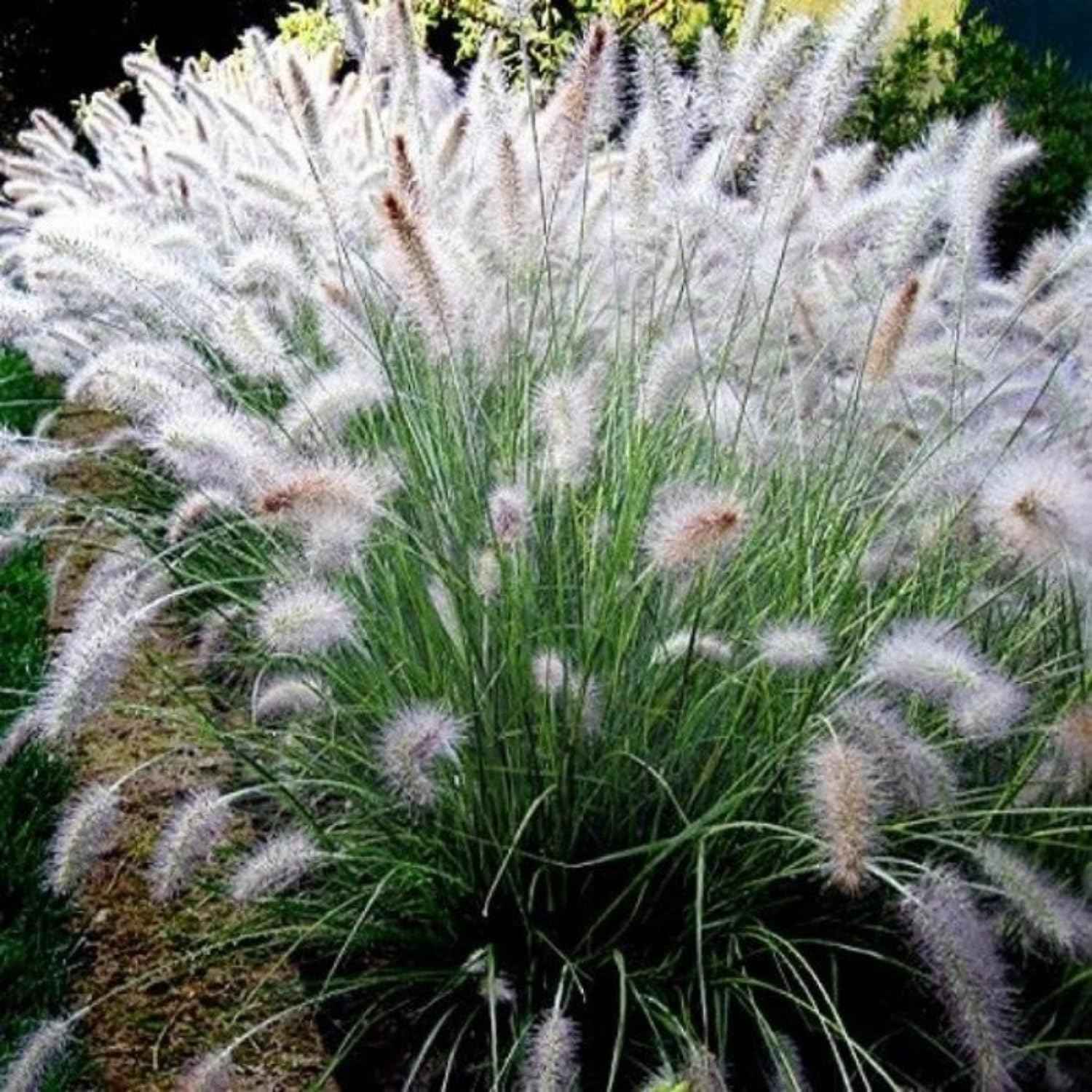 1 Ornamental Grass Plants Live Clumps - 8-12 Inc Tall - White Fountain Grasses Live Plants Perennial
