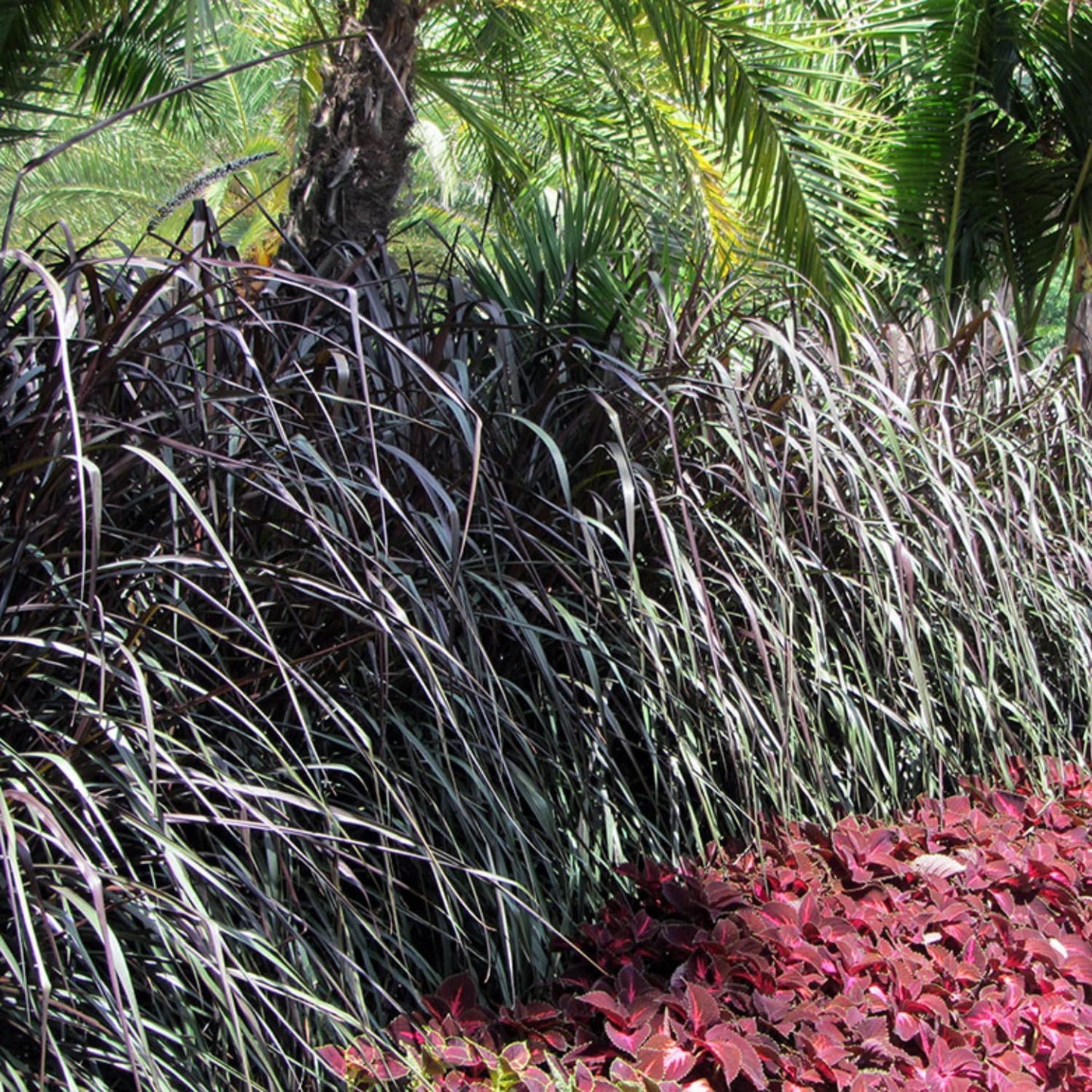 Set 2 Grass Plants Live for Planting, 5-9 Inch Tall, Ornamental Grasses Live Plants Perennial Grass, Well-Rooted (Black Fountain Grass)