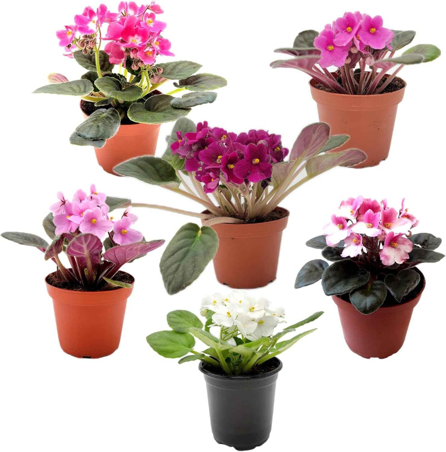 4-Pack of 4” Pots African Violets, Saintpaulia ionantha, from 12 Available Colors, Colors May Vary but All Different, African Violet Live Plant, African Violet Plants, Plant Gifts, Holiday Gifts
