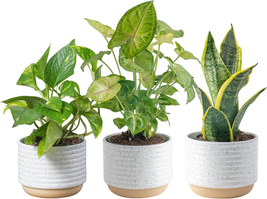 Costa Farms Live Plants (3 Pack), Easy to Grow Real Indoor Houseplants, Air Purifying Plants, Grower's Choice in Home Décor Indoors Plant Pots, New House Gift or Room Décor