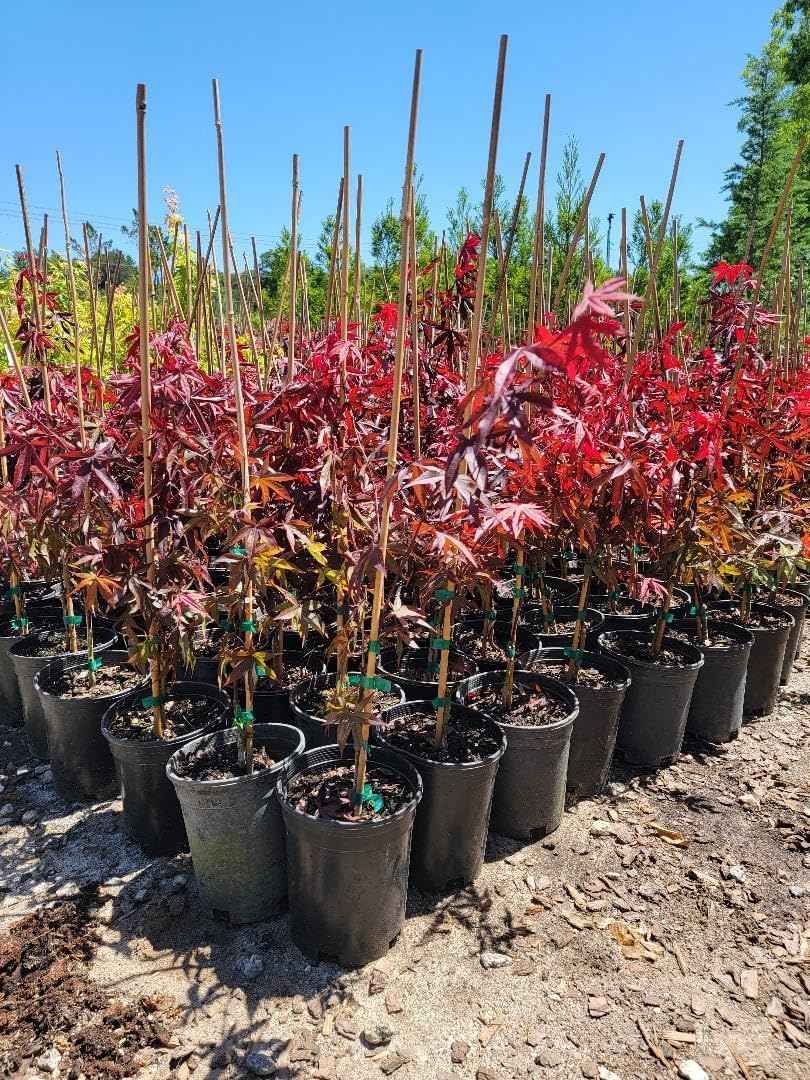 Emperor 1 Red Japanese Maple - Live Plant - (2.5 QT)