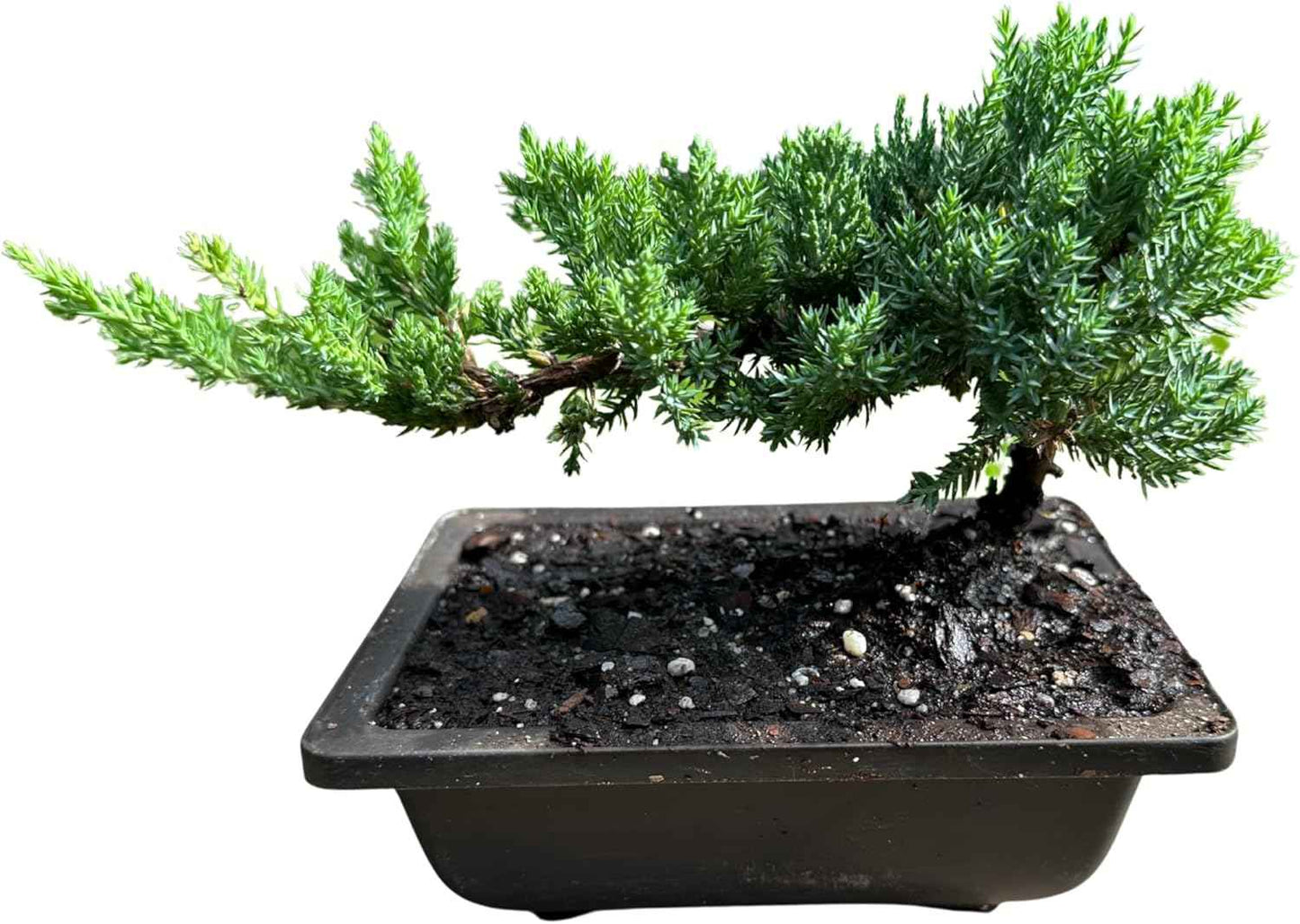 Live Dwarf Juniper Bonsai Tree | Potted in Plastic Pot | 3 Years Old | 100% Handcrafted | Outdoor Bonsai | Unique Gift for Birthday, Graduation, Anniversary