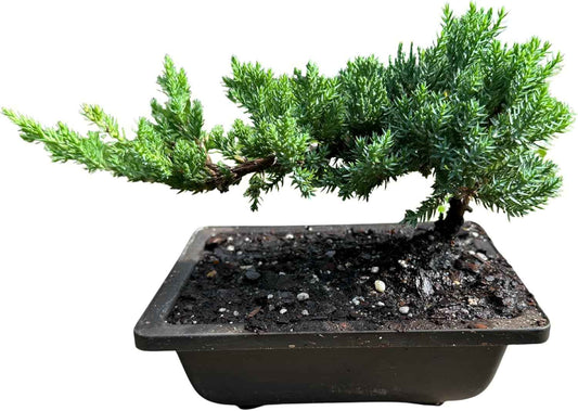 Live Dwarf Juniper Bonsai Tree | Potted in Plastic Pot | 3 Years Old | 100% Handcrafted | Outdoor Bonsai | Unique Gift for Birthday, Graduation, Anniversary