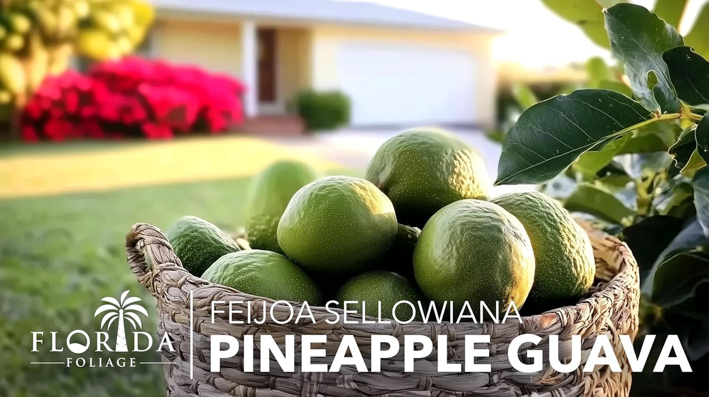 Pineapple Guava - 3 Live Plants - Feijoa Sellowiana - Edible Fruit and Flowering Foliage