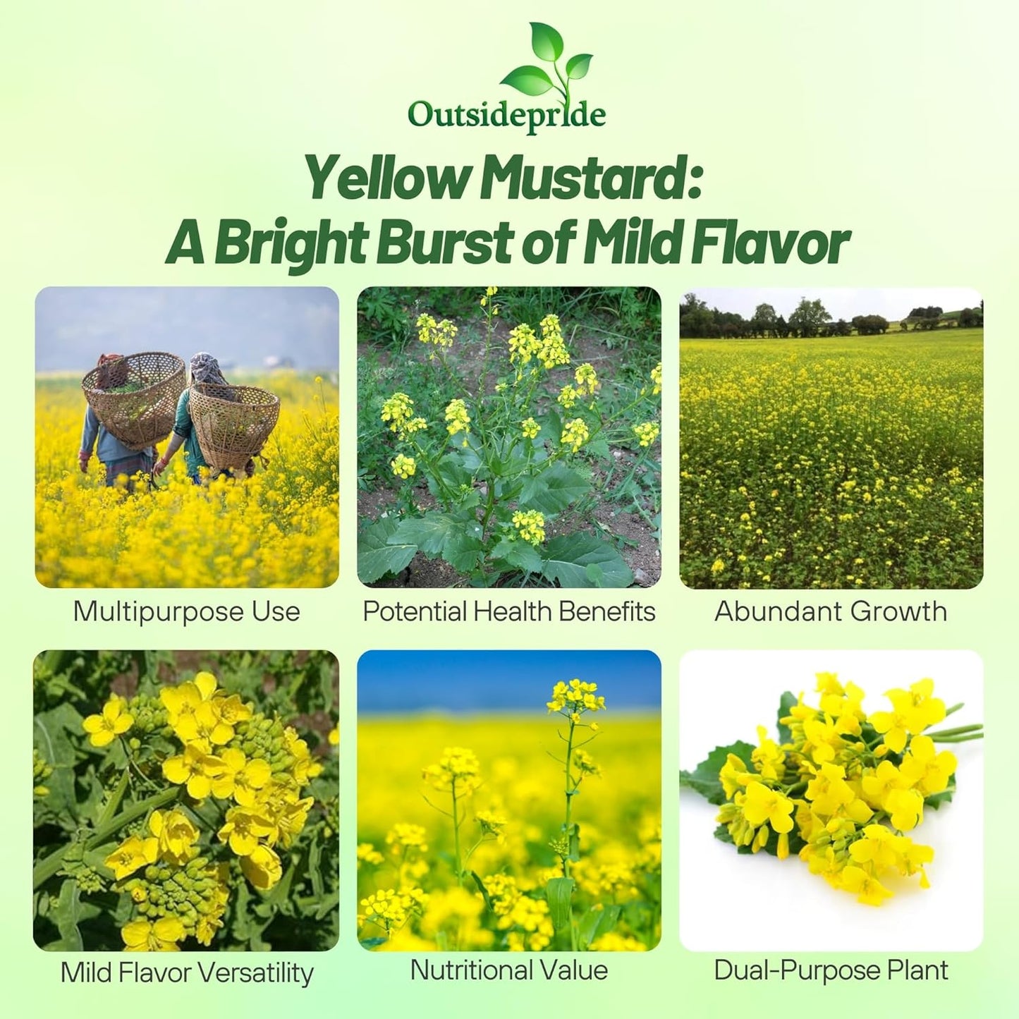 Outsidepride Yellow Mustard Seeds - 5000 Pcs Nutrient-Rich, Flavorful Annual Microgreen Seeds for Planting, Easy-to-Grow, Ideal for Indoor & Outdoor Cultivation, Soil & Hydroponic Systems