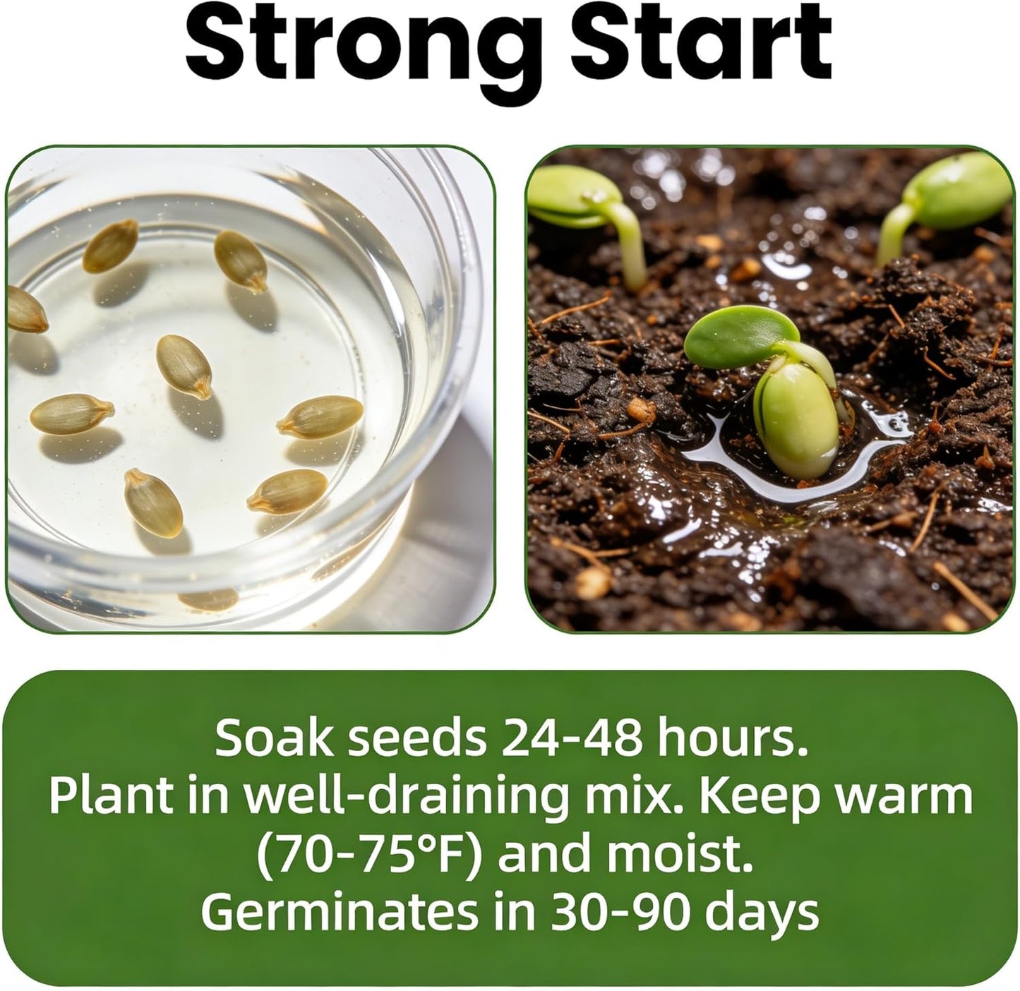 CarpetC 50+ Clematis Seeds for Planting, Perennial Flowering Vine, Long Blooming Heirloom Climber for Trellises, Fences and Arbors