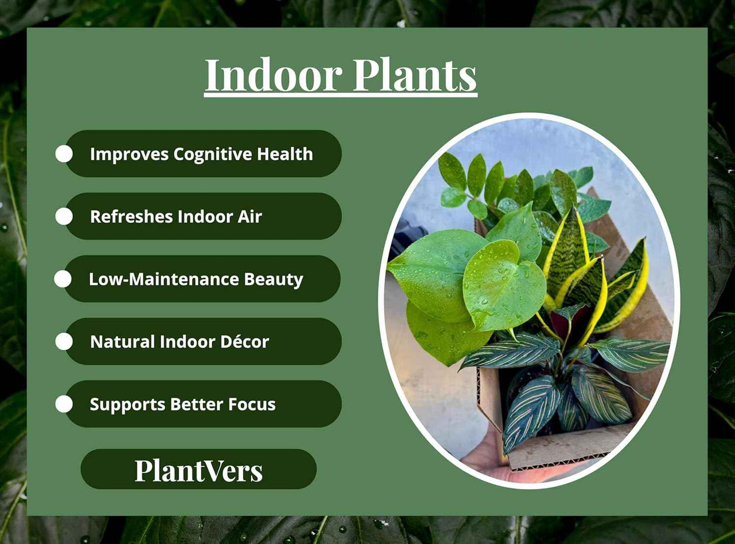 PLANTVERS Set of 4 Assorted Indoor Plants in 4" Grow Pots – Live Houseplants – Easy Care Houseplants - Low Light & Air Purifying Decorative Plants