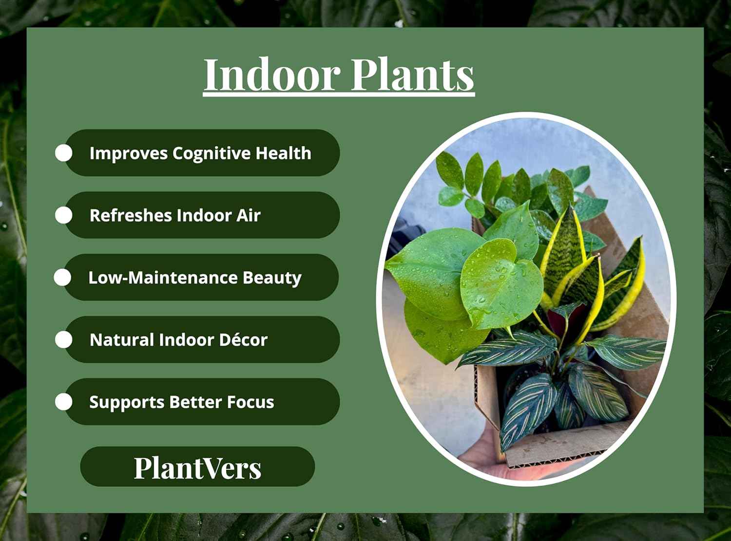 PLANTVERS Set of 4 Assorted Indoor Plants in 4" Grow Pots – Live Houseplants – Easy Care Houseplants - Low Light & Air Purifying Decorative Plants