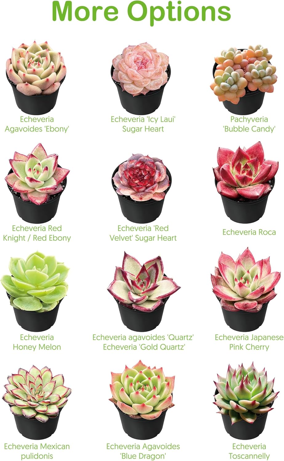 Live Succulent Echeveria 'Mexican pulidonis', Approx 2-inch Large, Potted Succulents, Fully Rooted, Easy Care House Plants
