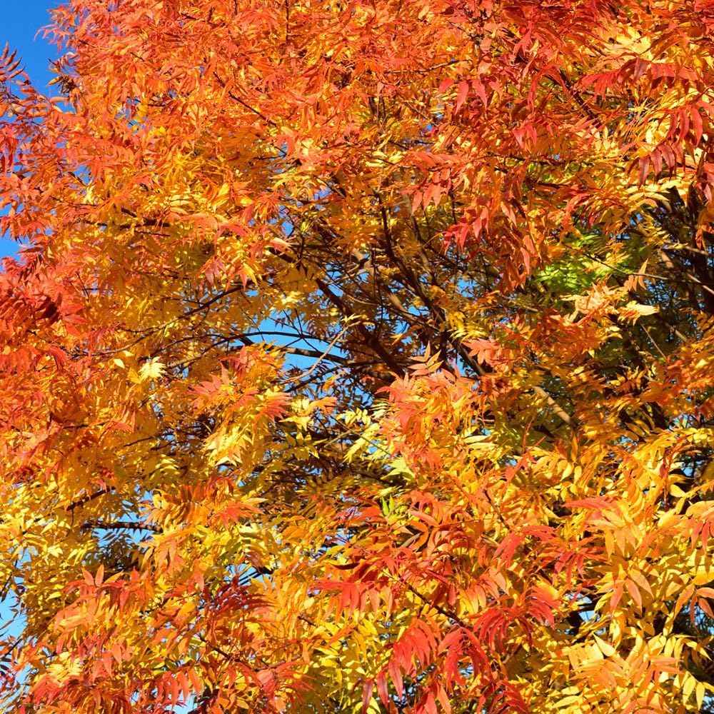 Chinese Pistache, Deciduous, Shade Tree, Drought Tolerant, Hardy, Medium Sized, Medium Growth Rate, 1-2 ft Tree Height, 1 gal Grower Pot (Due to Agricultural Laws, we Cannot Ship to CA, AZ, AK, or HI)