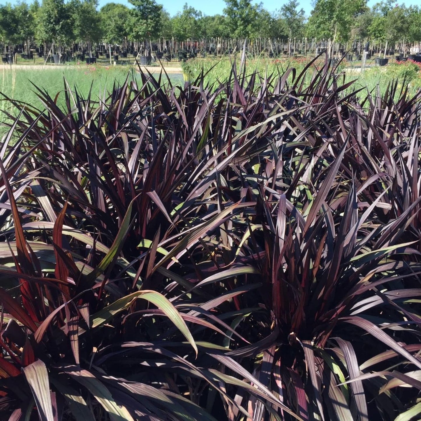 Set 2 Grass Plants Live for Planting, 5-9 Inch Tall, Ornamental Grasses Live Plants Perennial Grass, Well-Rooted (Black Fountain Grass)
