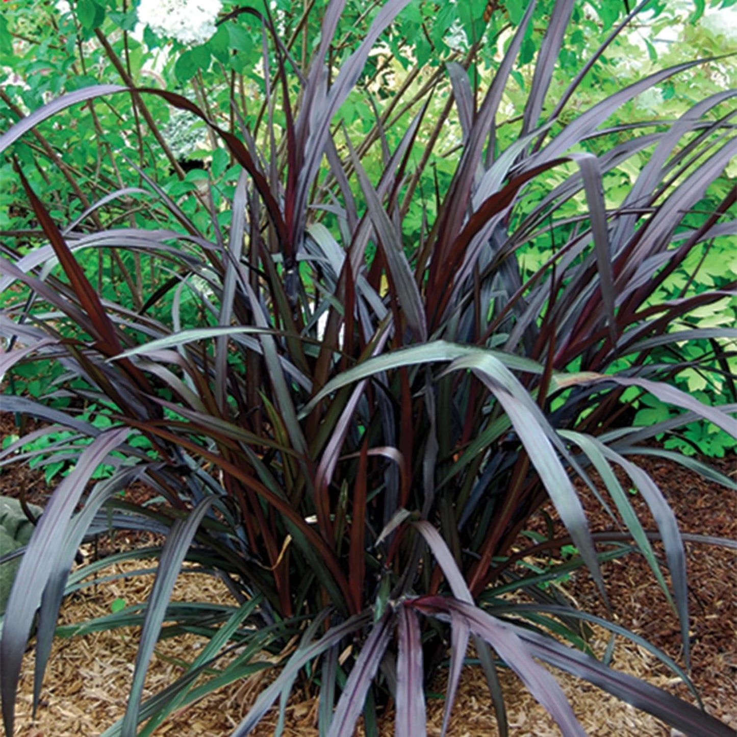 Set 2 Grass Plants Live for Planting, 5-9 Inch Tall, Ornamental Grasses Live Plants Perennial Grass, Well-Rooted (Black Fountain Grass)