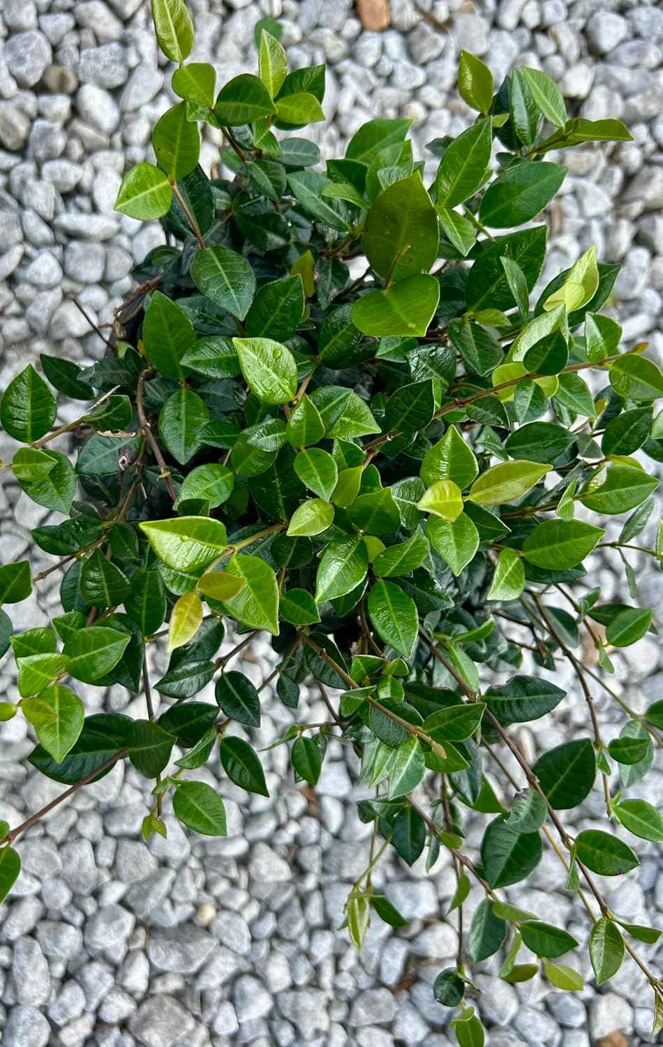 Asiatic Jasmine Ground Cover Plant, Live 1 Gallon Container, Evergreen Vine