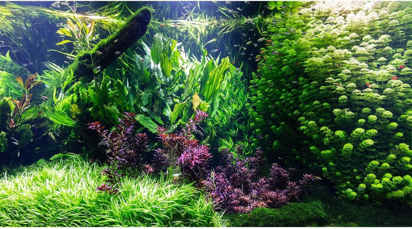 Aquarium Background Various Underwater Grass Plants Aquarium Backdrop Vivid and Fresh Green Aquatic Plants Stone River Bed and Dead Wood Tank Background Vinyl 36x24in