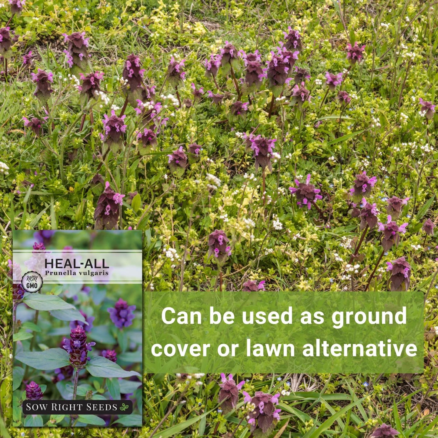 Sow Right Seeds - Heal-All Seeds for Planting - Self Heal Prunella Vulgaris - Non-GMO Heirloom Medicinal Herb - Grow Your Own Wildflower Garden - Attracts Pollinators - Easy to Grow in Gardens (1)
