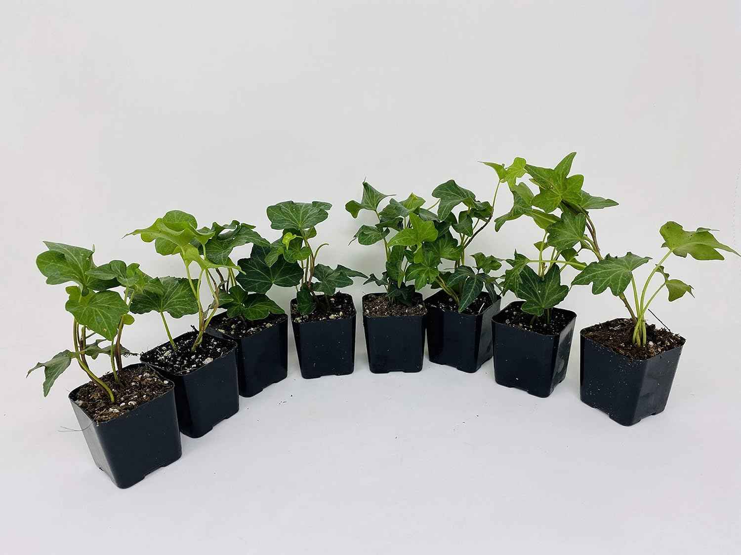 Baltic English Ivy 8 Plants - Hardy Groundcover - 2 1/4" Pot