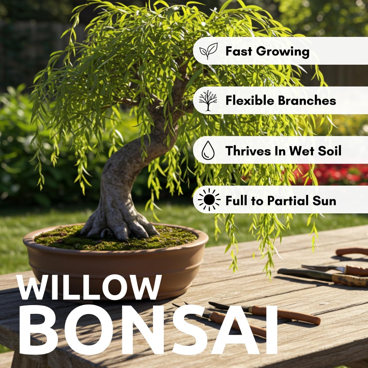 2 Miniature Weeping Willow Tree Cuttings to Grow - Stunning Weeping Branches are a Sight to See - Fast & Easy to Grow - Perfect for Indoor Pots or Outdoor Gardens, Unique Bonsai Gift for Gardeners