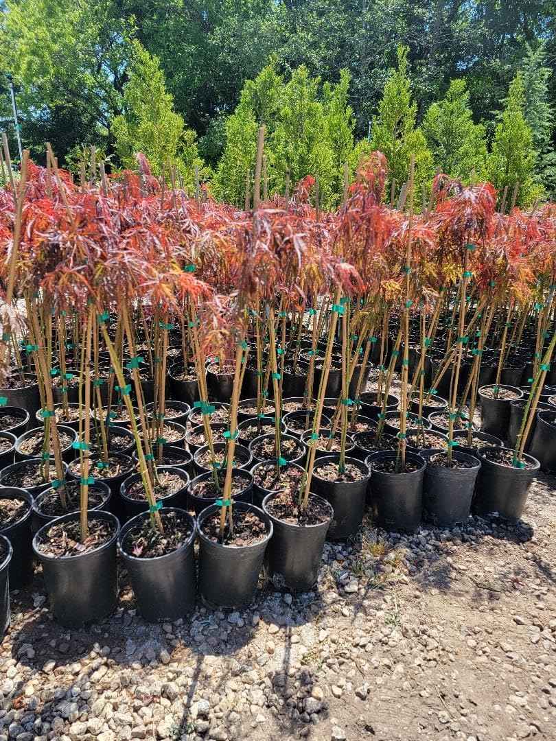 Crimson Queen Japanese Maple - Live Plant - (2.5 QT)