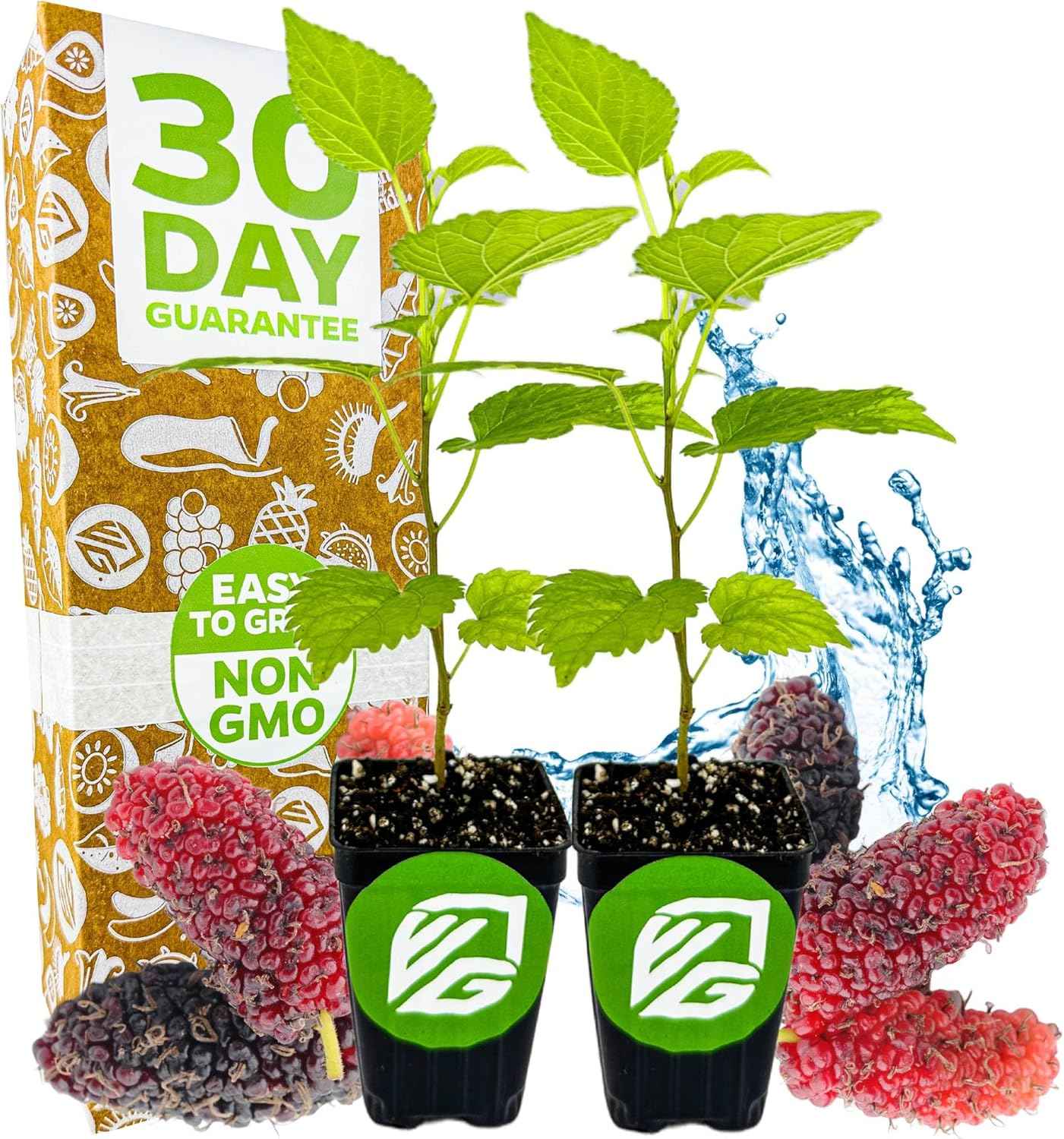 Dwarf Everbearing Black Mulberry Tree Live Plant – Morus nigra – Wellspring Gardens - Premium Fruit Tree for Indoor & Outdoor Planting – Ideal for Gardens, Patio, Landscaping (2-Pack)