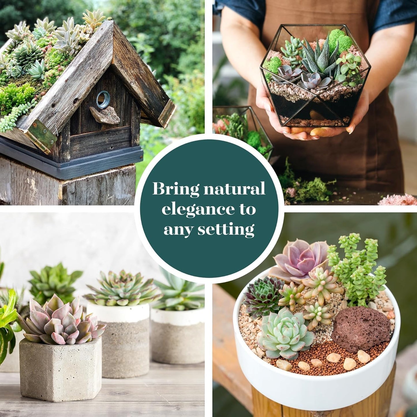 Shop Succulents Mixed Succulent Plant Pack 2" Grow Pot Pack of 64