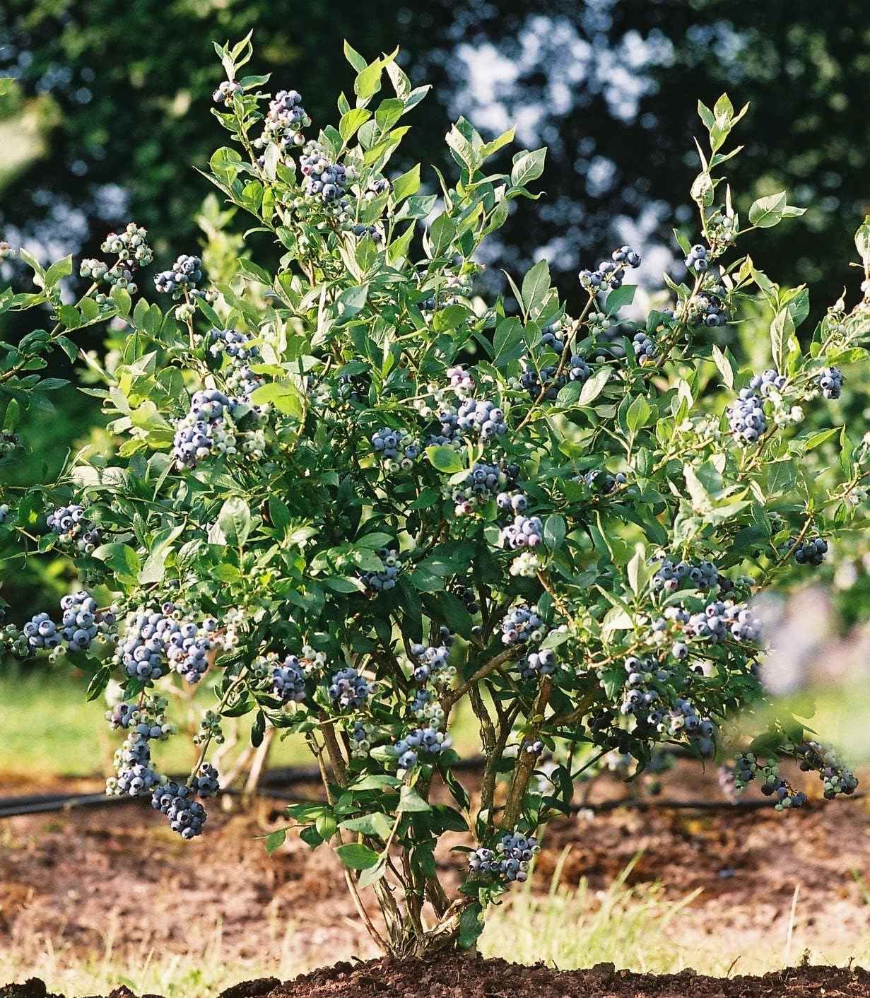 Mini Blues Blueberry Bush - Live Plant - (1 QT)