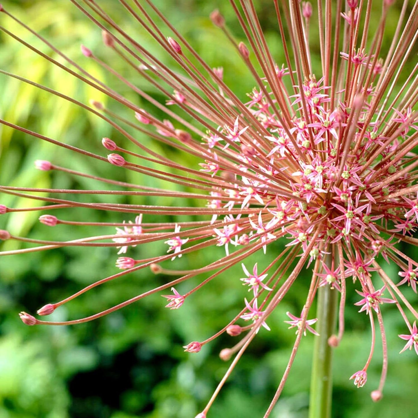 Votaniki Schubertii Allium Bulbs - Spectacular Blooms, Allium Schubertii (Ornamental Onion) | Spring Blooming Perennial - Easy to Grow (5 Pack)