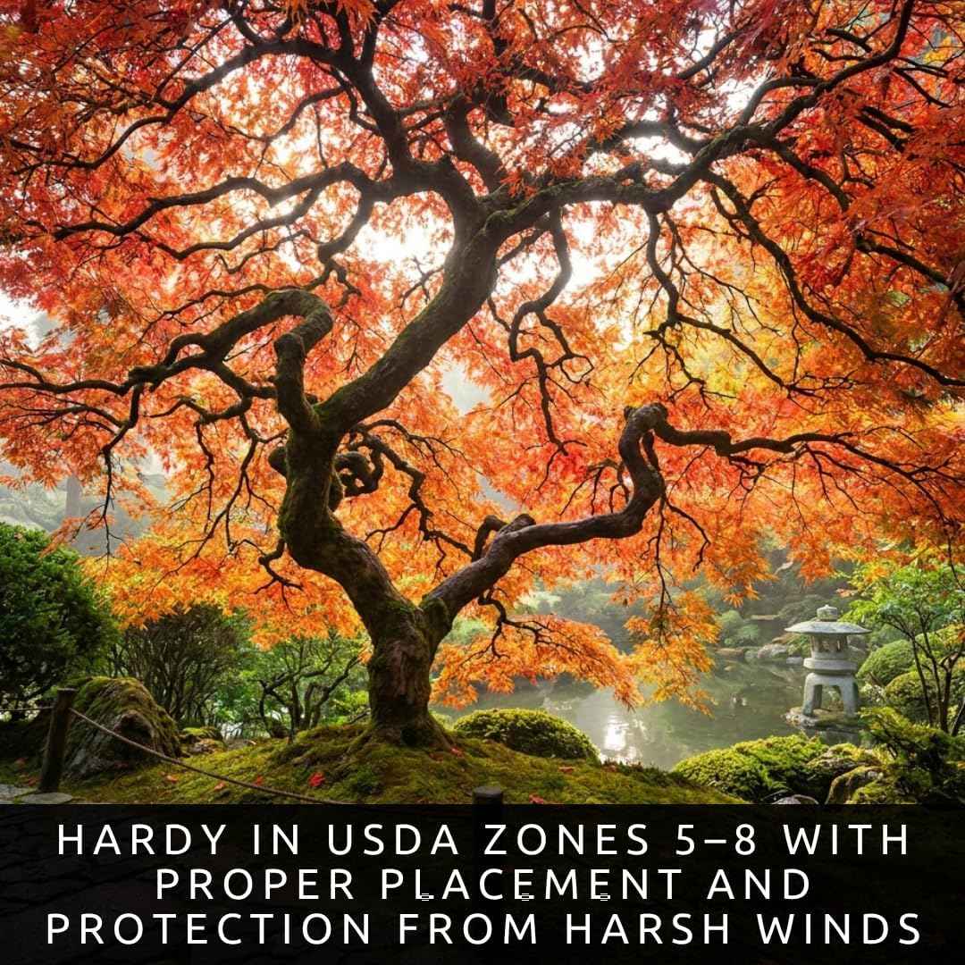 3-Pack Japanese Red Maple Seedlings (12-18" Tall) – Dormant Bare Root Trees – Vibrant Ornamental Landscape Starter Trees