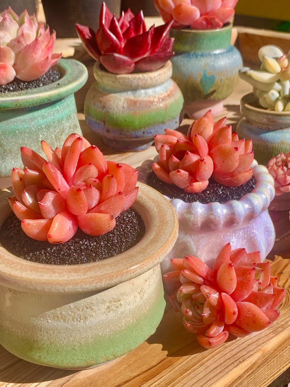 FWPP Echeveria Champagne Rare Live Succulent Plants, Wine 2.5 inches Live Plants Indoor,Bare Root Without Pot Soil,Desk Wedding Baby Shower Decoration Friend Plant Lover Gift