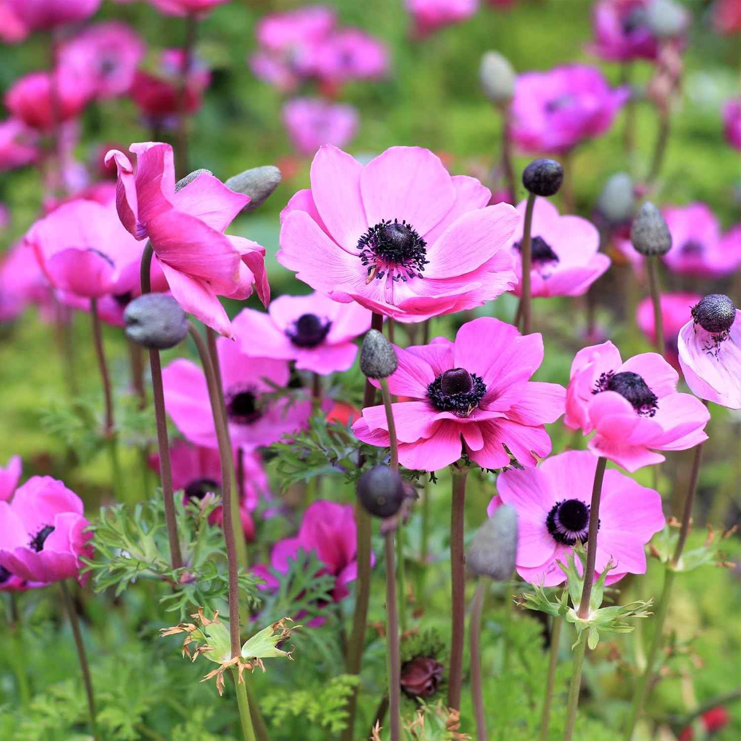 Easy to Grow Anemone Rosea Pack of 20 Flower Bulbs - Spring Pink Flowers in Full Sun, Great for Cutting