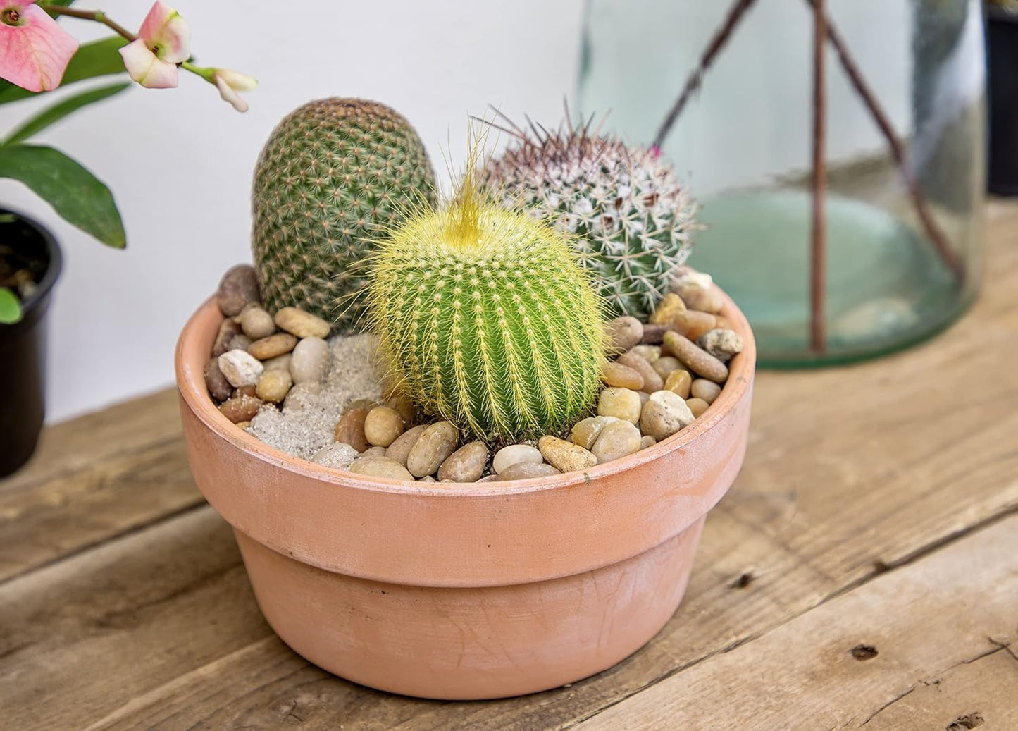 Altman Plants, Assorted Cactus Plants Live Cactus Decor (8PK), Cactus Plant Live Succulents Plants Live in Cactus Soil Potting Mix, Live Cacti Plants Live Succulent Plants Live Plants in Cactus Pot