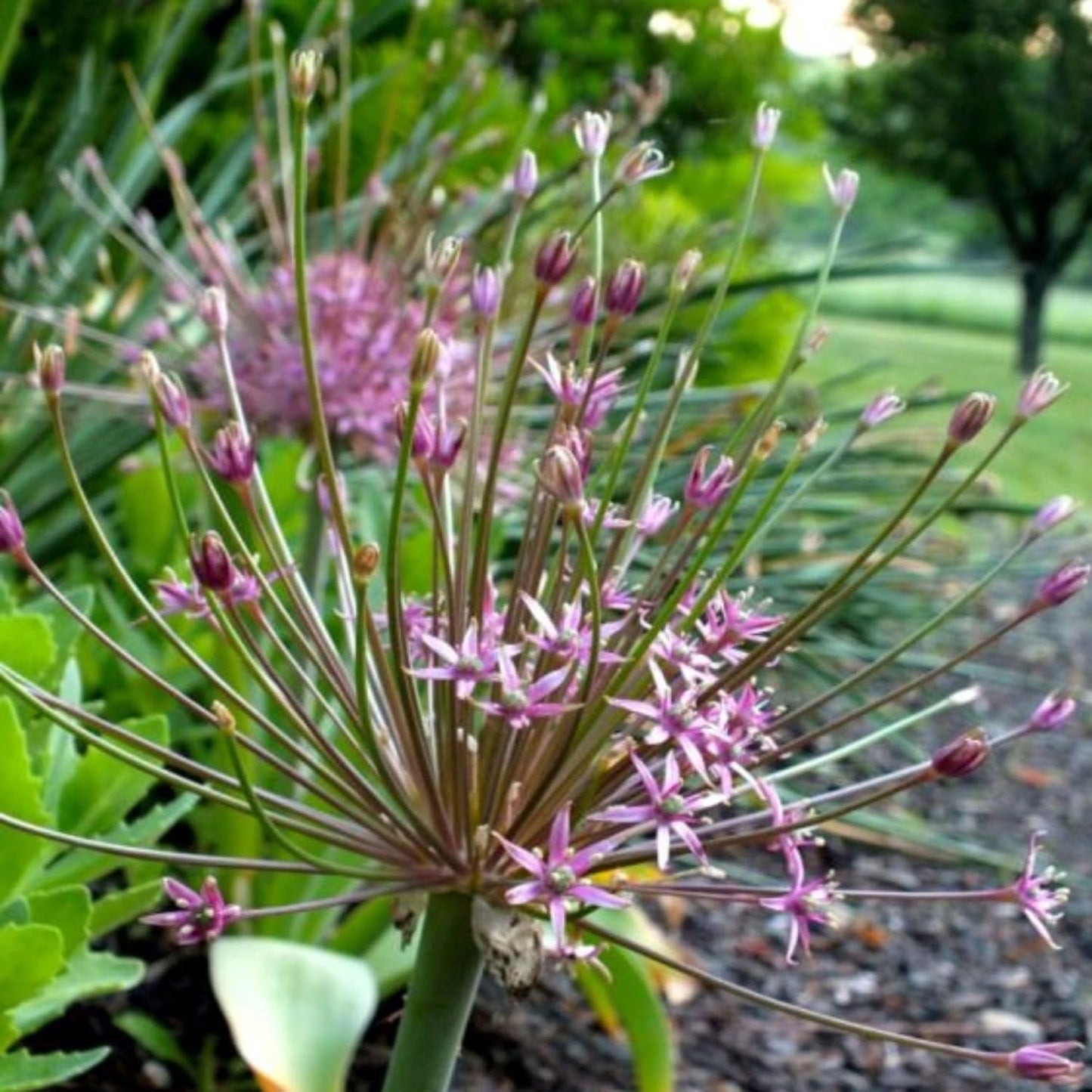 Votaniki Schubertii Allium Bulbs - Spectacular Blooms, Allium Schubertii (Ornamental Onion) | Spring Blooming Perennial - Easy to Grow (5 Pack)
