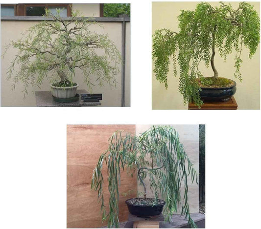Bonsai Willow Tree Bundle - 3 Large Trunk Bonsai Tree Cuts - Get one Each Weeping, Australian, Dragon - Ready to Plant - Indoor/Outdoor Bonsai Tree's