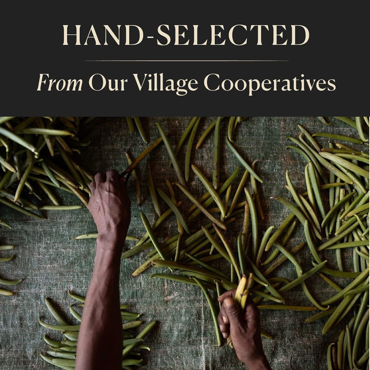 10 Organic Madagascar Whole Vanilla Beans, Grade A Pods, Premium Vanilla Beans for Making Extract & Baking - Cook’s