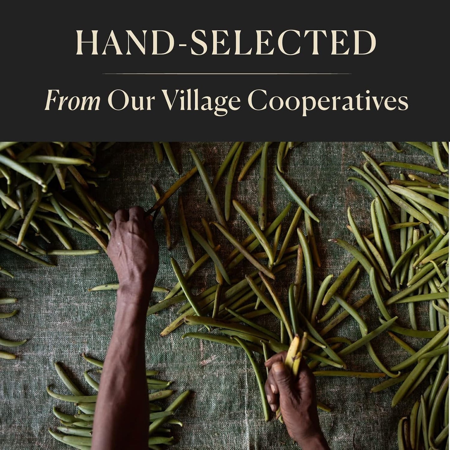 25 Organic Madagascar Whole Vanilla Beans, Grade A Pods, Premium Vanilla Beans for Making Extract & Baking - Cook’s