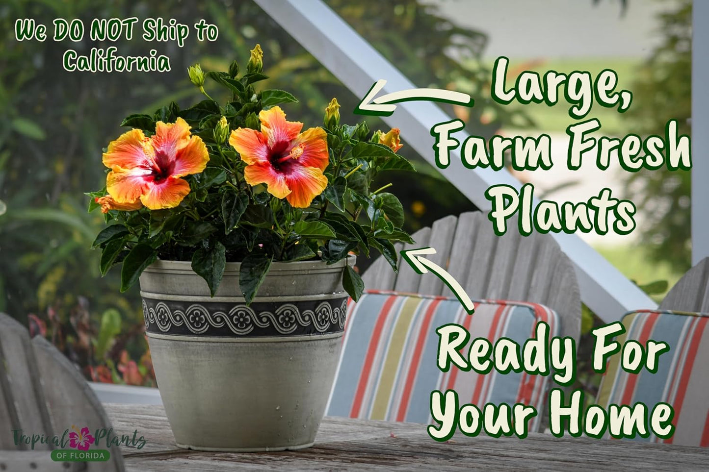 Hibiscus Bush - Fiesta Flower - Tropical Plants of Florida - Overall Height 22" to 26" (Plant Only)