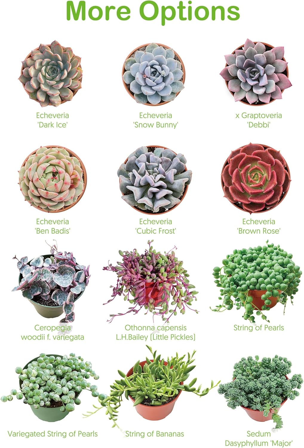 4-inch Succulent Echeveria 'Biante', Live Succulents Plants Fully Rooted in Pots with Soil, Easy-Care House Plants for DIY, Home Office Decoration