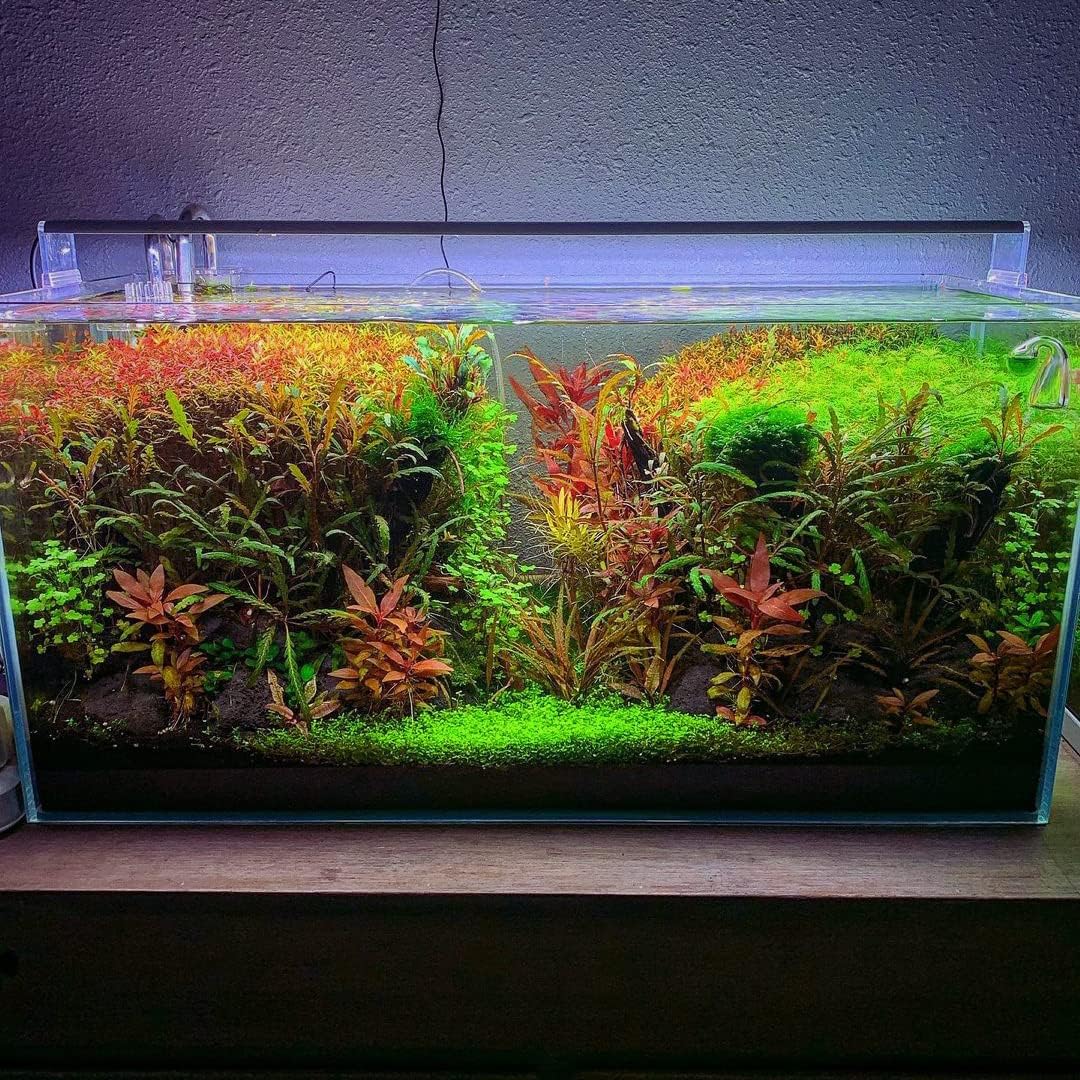 Live Aquarium Stem Plants - Freshwater Aquatic Plant for Fish Tanks, Aquascaping - (Diamond Ludwigia Peruensis, 1 Bunch)