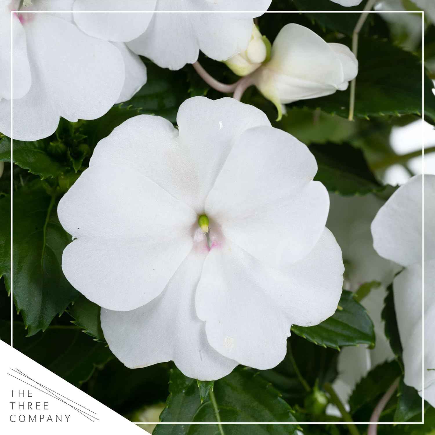 Live Flowering New Guinea Impatiens - White (3 Plants Per Pack) - Beautiful Shade Flowers - 12" Tall by 5" Wide in 1 Qt Pot