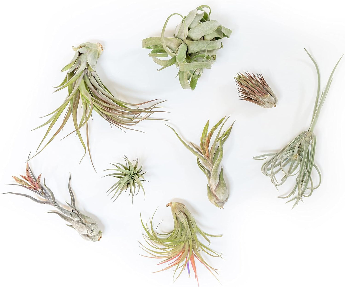Air Plant Shop 10 Pack Tillandsia Air Plant Grab Bag of Premium Medium & Large Plants- Wholesale and Bulk - Succulents - Live Tillandsia - Easy Care Indoor and Outdoor House Plants