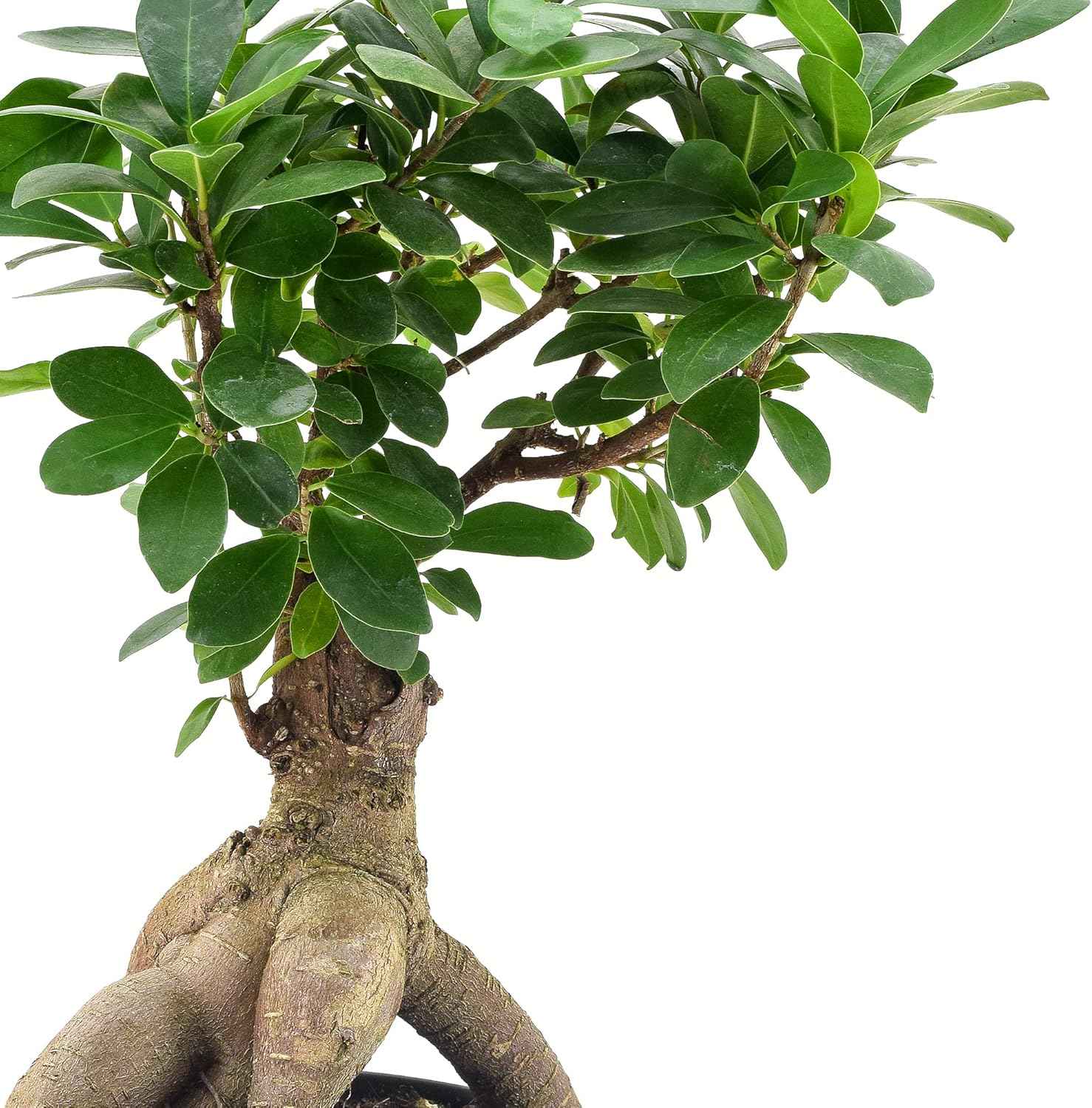 Arcadia Garden Products LV62 Ginseng Ficus Live Indoor Bonsai Plant in 6 in. Plastic Grower Pot, 6 Inch, Green *Sold By Amazon and Arcadia Garden Products*